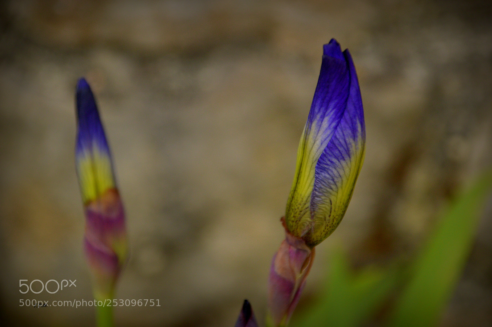 Nikon D3200 sample photo. Peque os detalles smaill photography