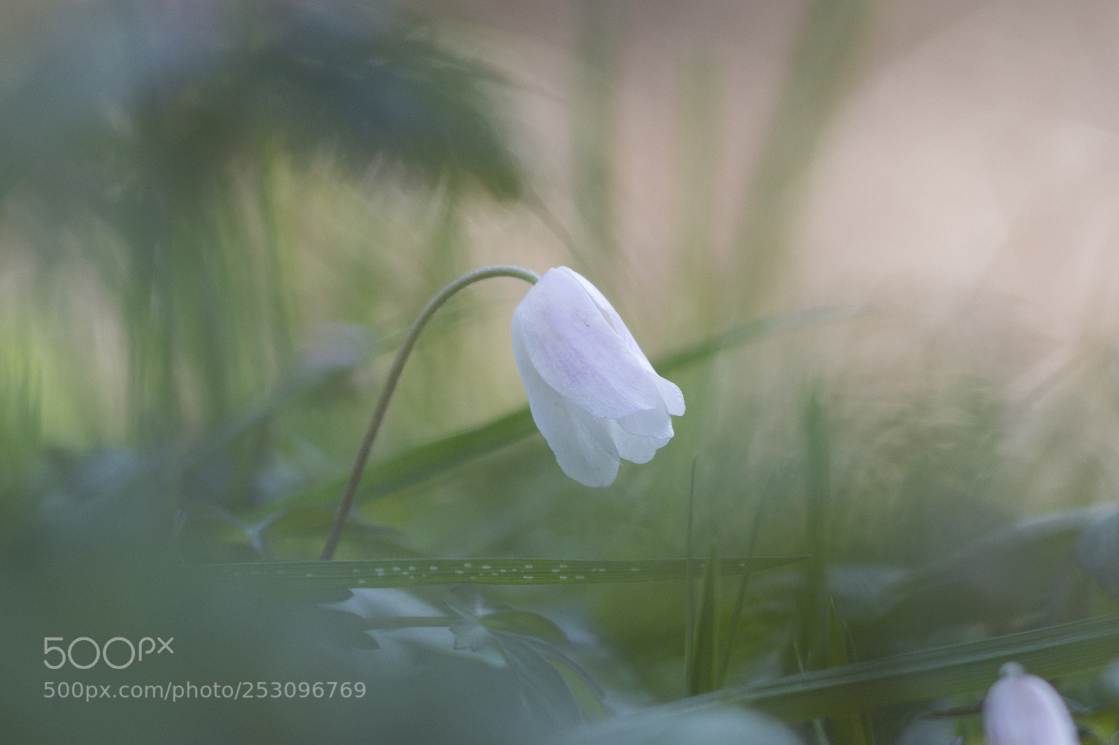Nikon D7200 sample photo. Anemone nemorosa photography