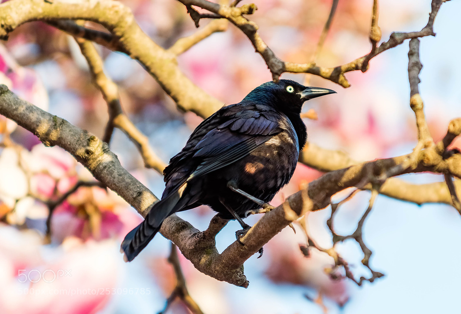 Nikon D500 sample photo. Black bird, male photography