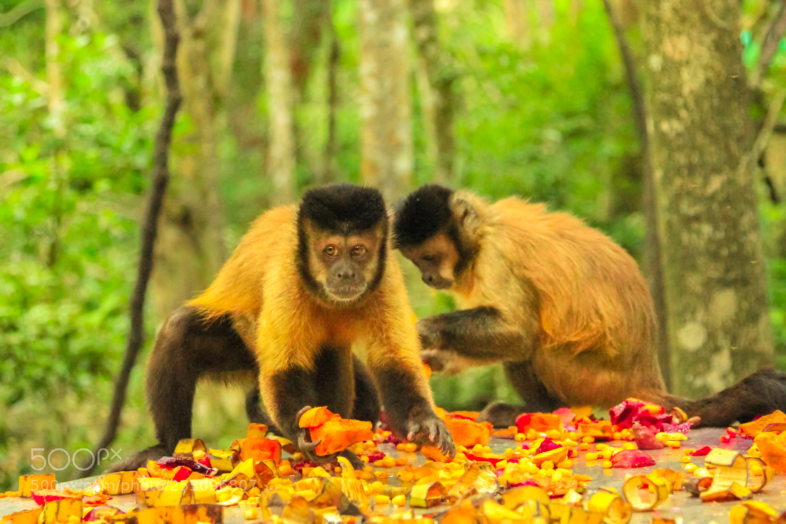 Canon EOS 550D (EOS Rebel T2i / EOS Kiss X4) sample photo. Brown capuchin monkeys photography