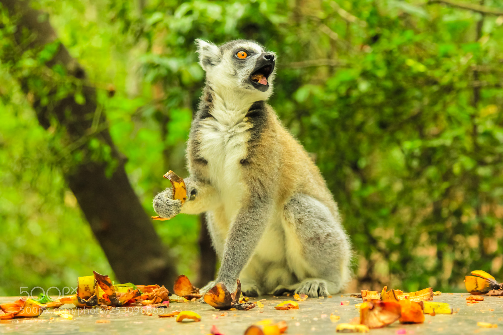 Canon EOS 550D (EOS Rebel T2i / EOS Kiss X4) sample photo. Lemur of madagascar photography