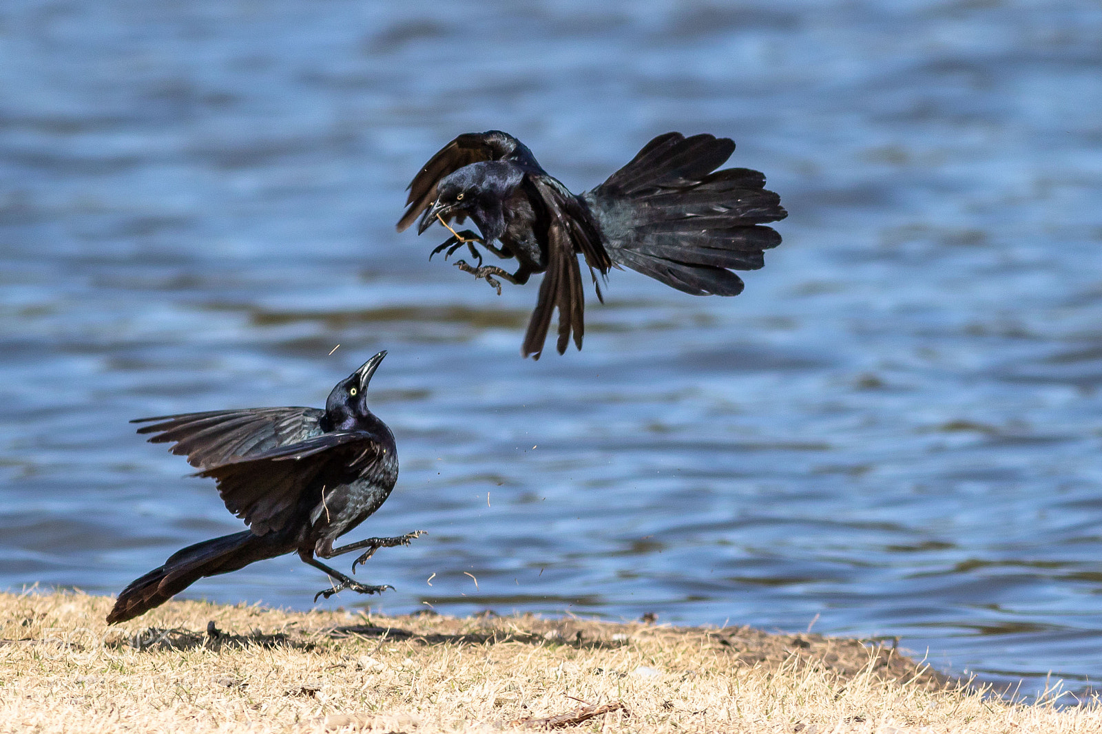 Canon EOS 7D Mark II sample photo. The grackles having a photography