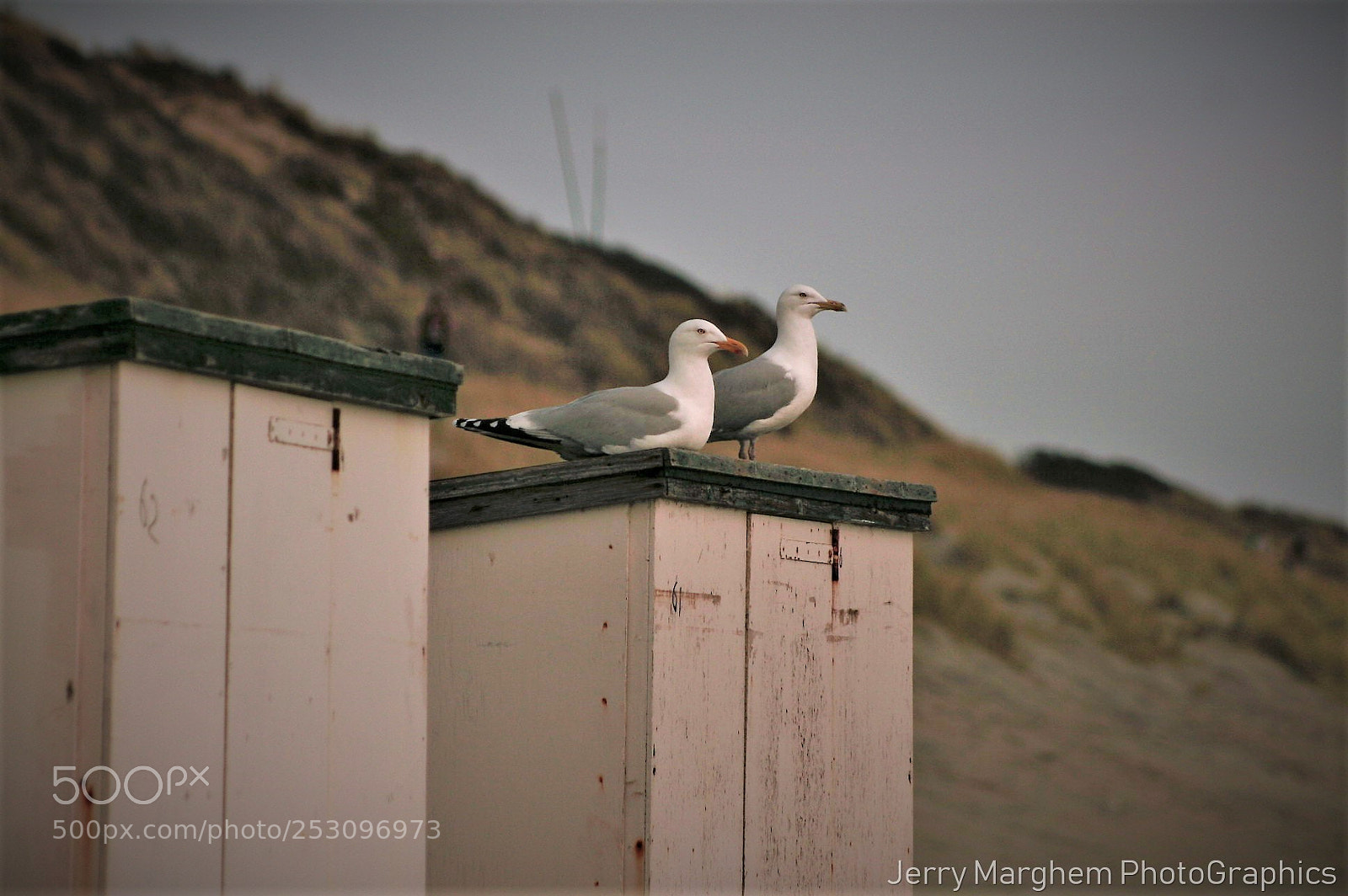 Canon EOS 400D (EOS Digital Rebel XTi / EOS Kiss Digital X) sample photo. Seagulls photography