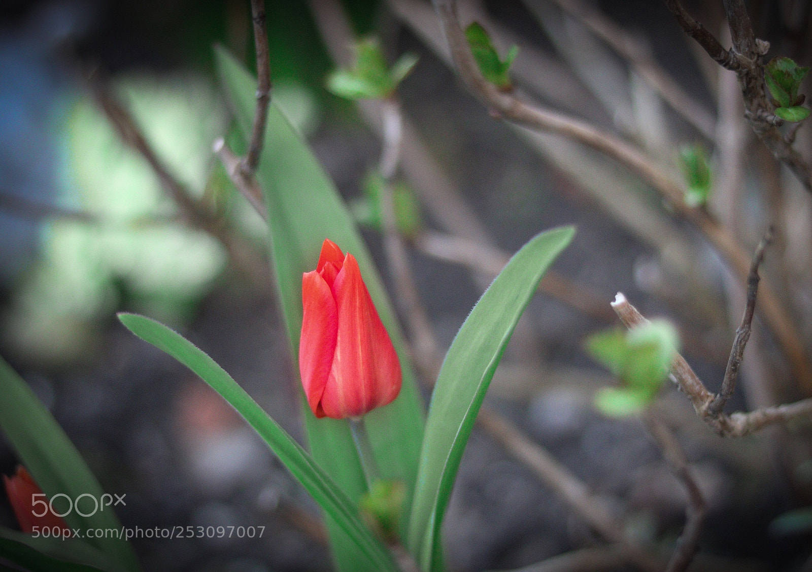 Canon EOS 750D (EOS Rebel T6i / EOS Kiss X8i) sample photo. Untitled photography