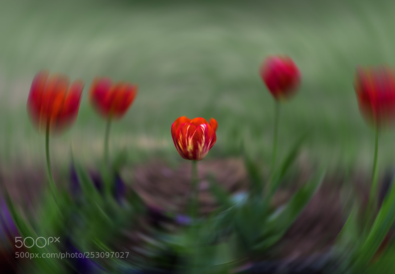 Nikon D810 sample photo. Tulips all around copy photography
