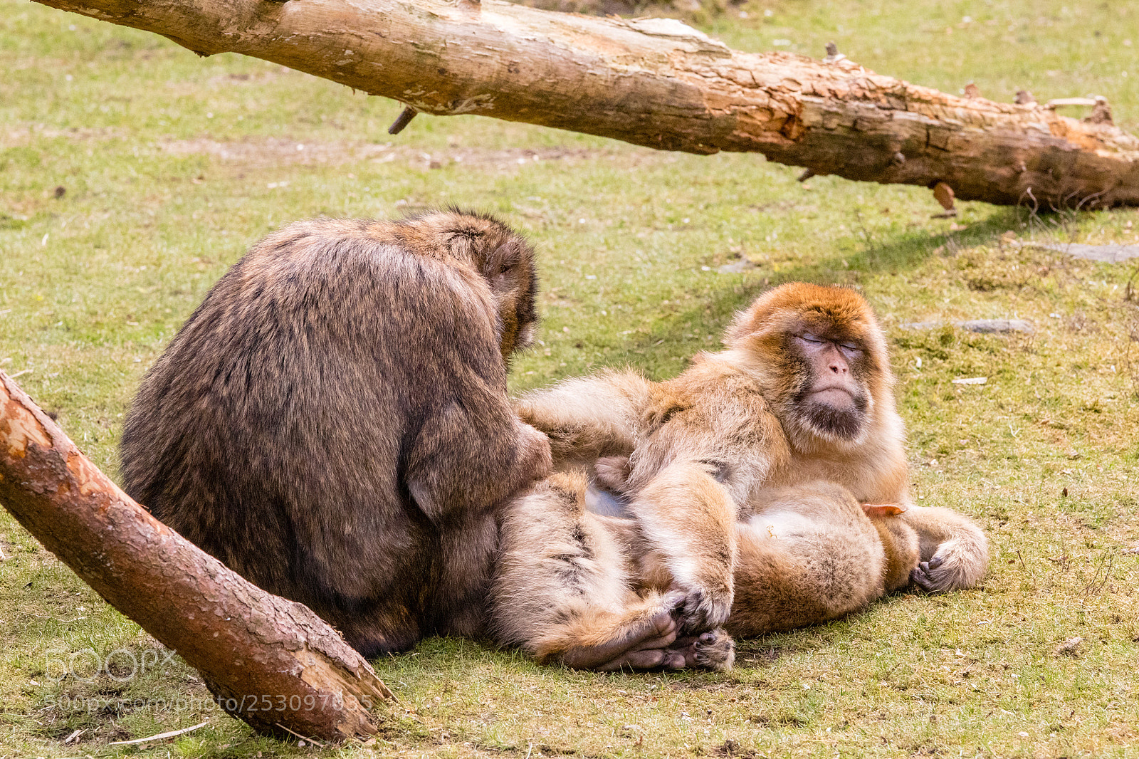 Canon EOS 77D (EOS 9000D / EOS 770D) sample photo. Relaxing photography