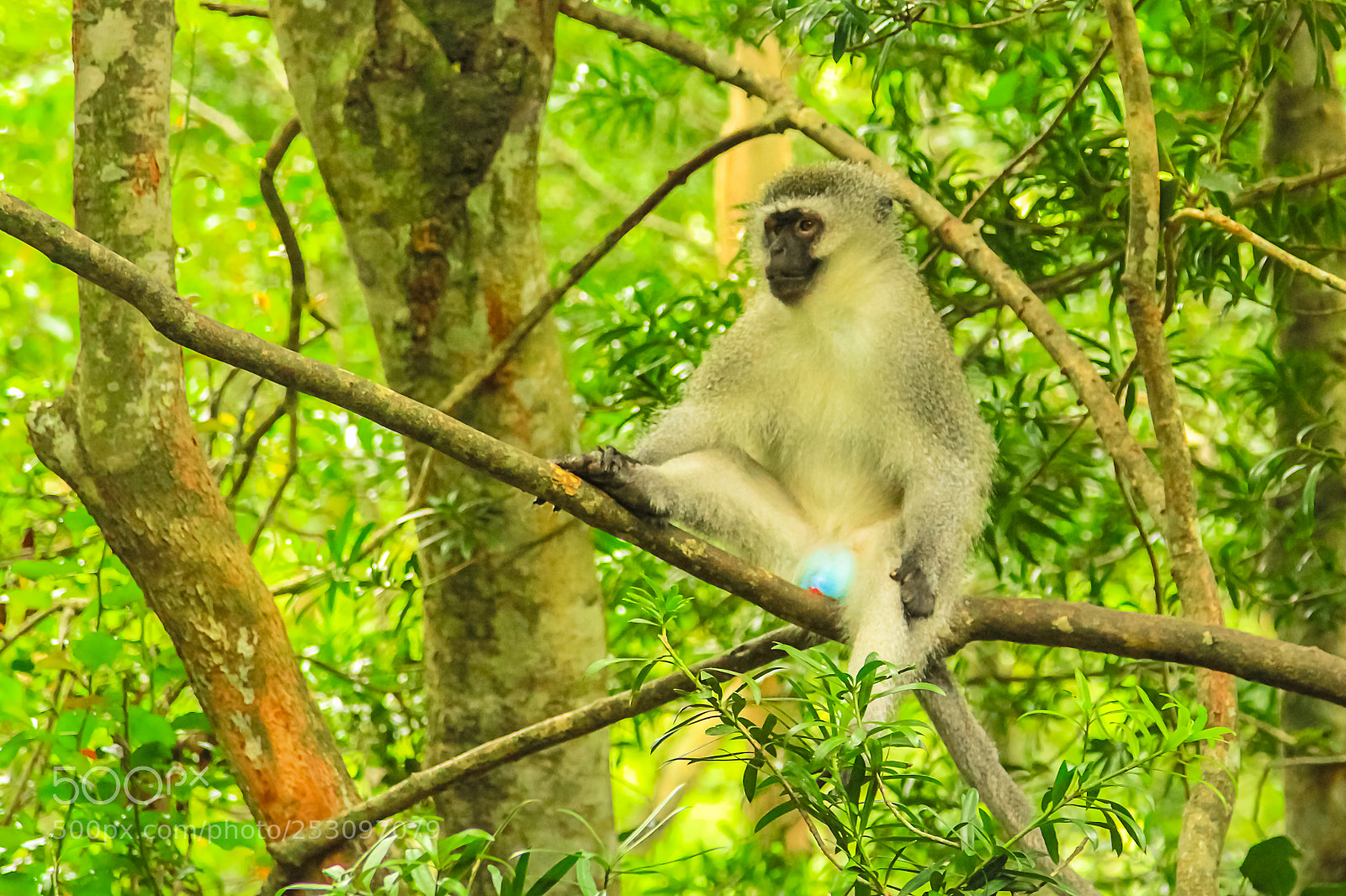 Canon EOS 550D (EOS Rebel T2i / EOS Kiss X4) sample photo. Blue vervet monkey photography