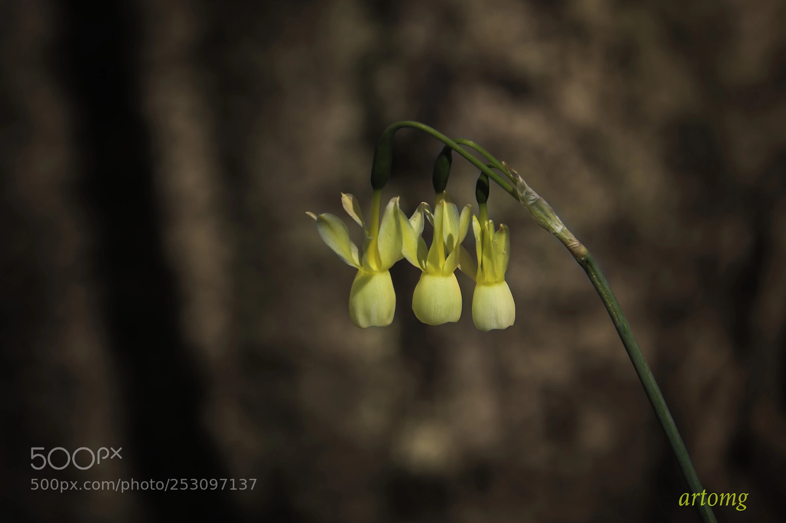 Canon EOS 50D sample photo. Florecilla photography