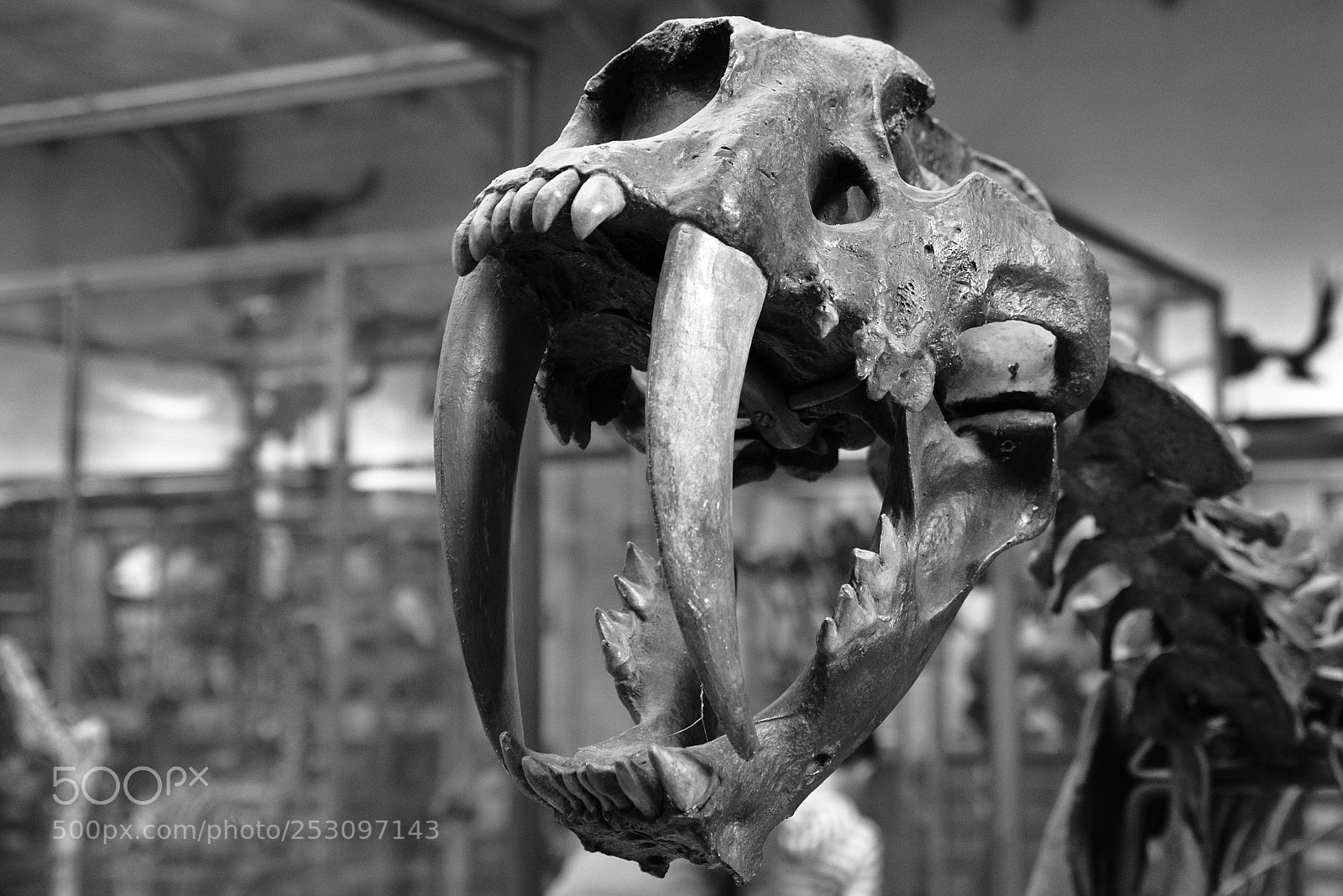 Fujifilm X-T1 sample photo. Teeth photography