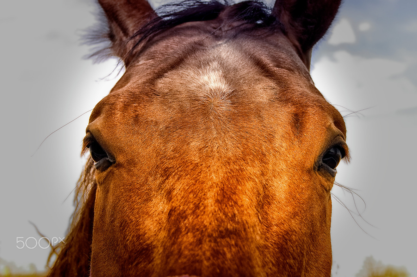 Sony Alpha DSLR-A450 sample photo. Eyes of a horse photography