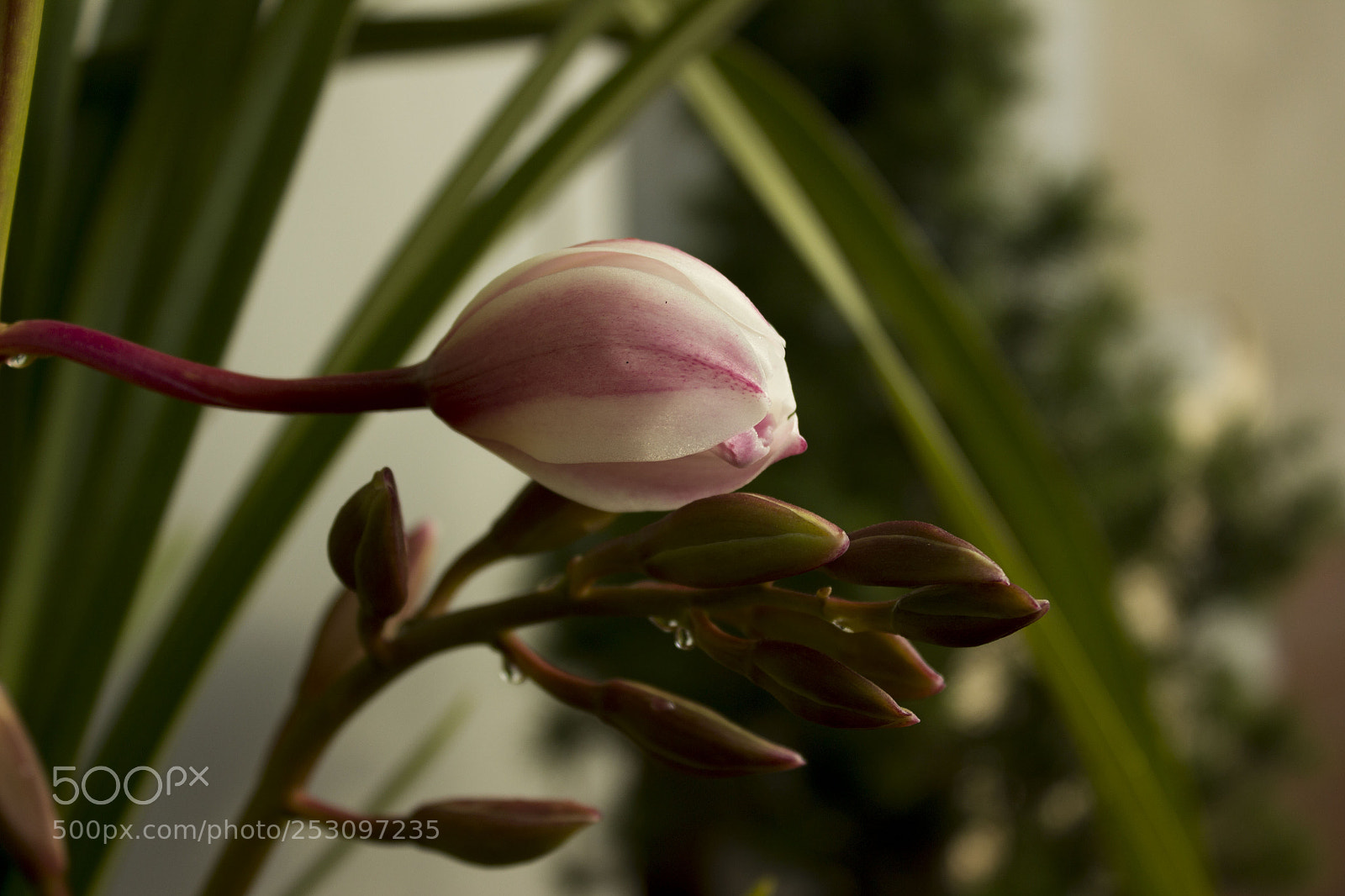 Canon EOS 600D (Rebel EOS T3i / EOS Kiss X5) sample photo. Flower photography