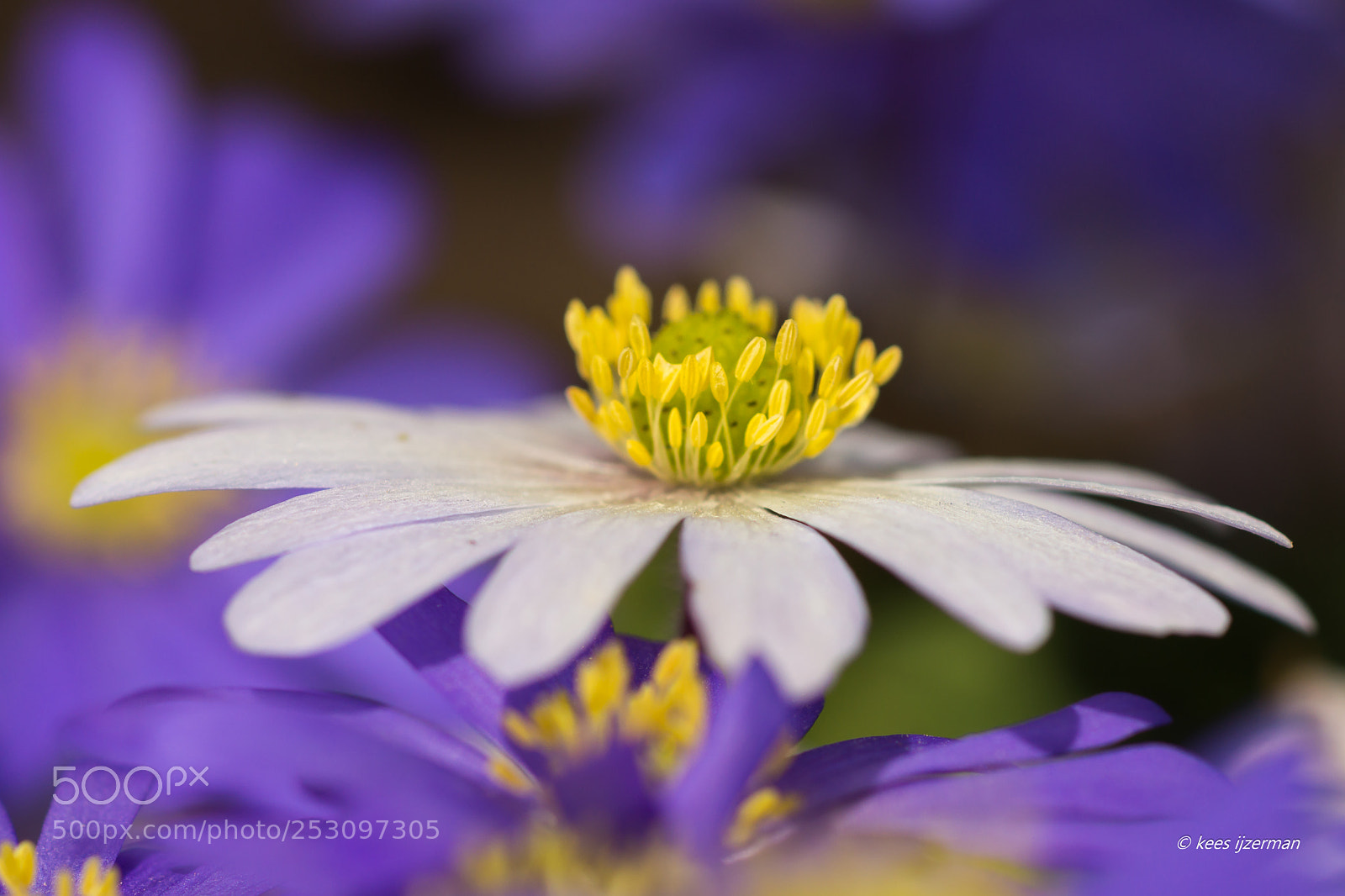 Sony SLT-A77 sample photo. Wild anemone. photography