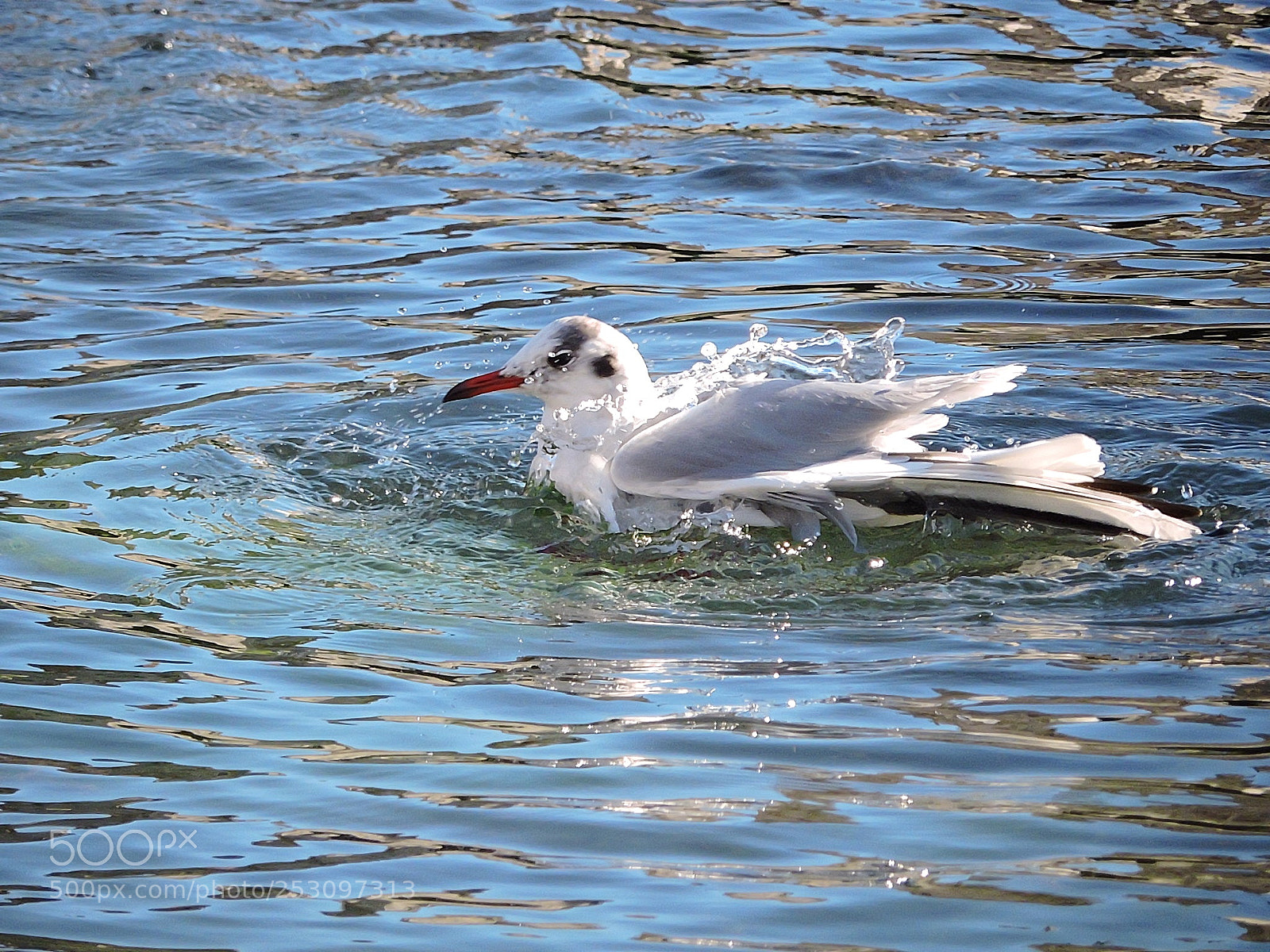 Nikon Coolpix P530 sample photo. Seagull photography