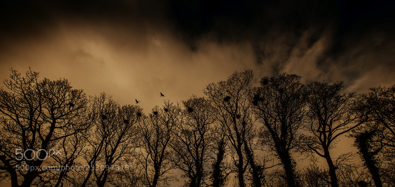 Canon EOS-1D X Mark II sample photo. Rookery photography