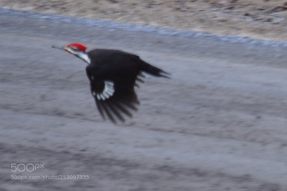 Nikon D5000 sample photo. Up, up and away photography