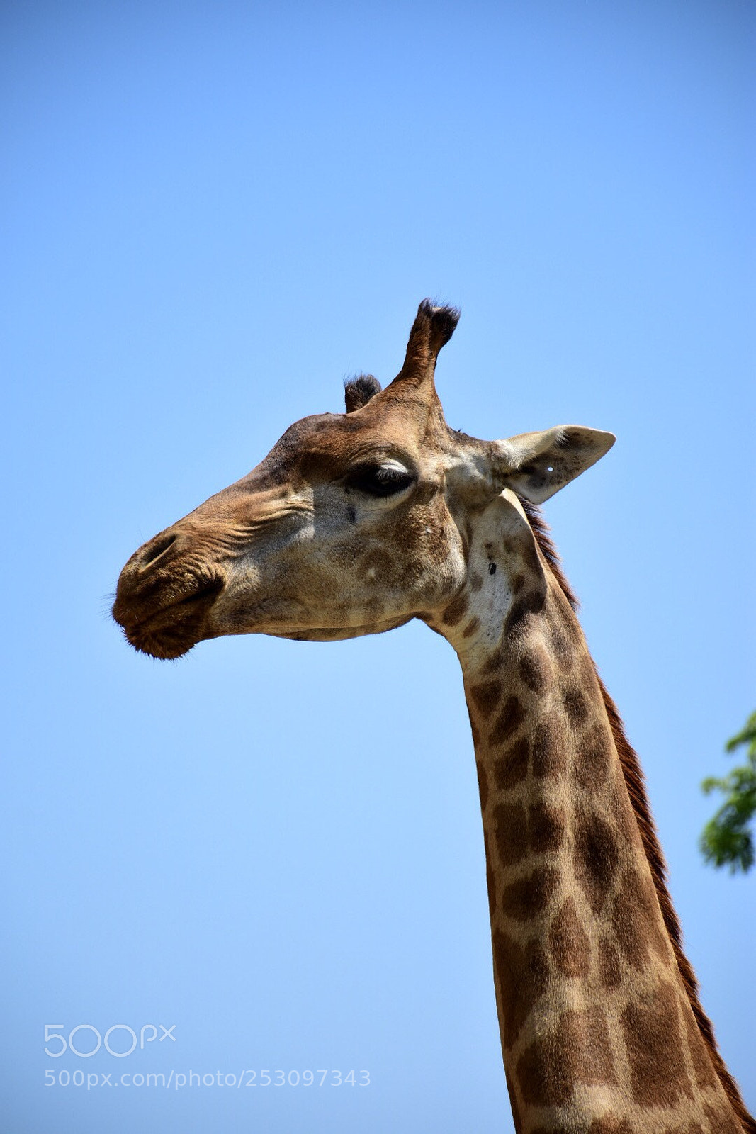 Nikon D7200 sample photo. Giraffe photography