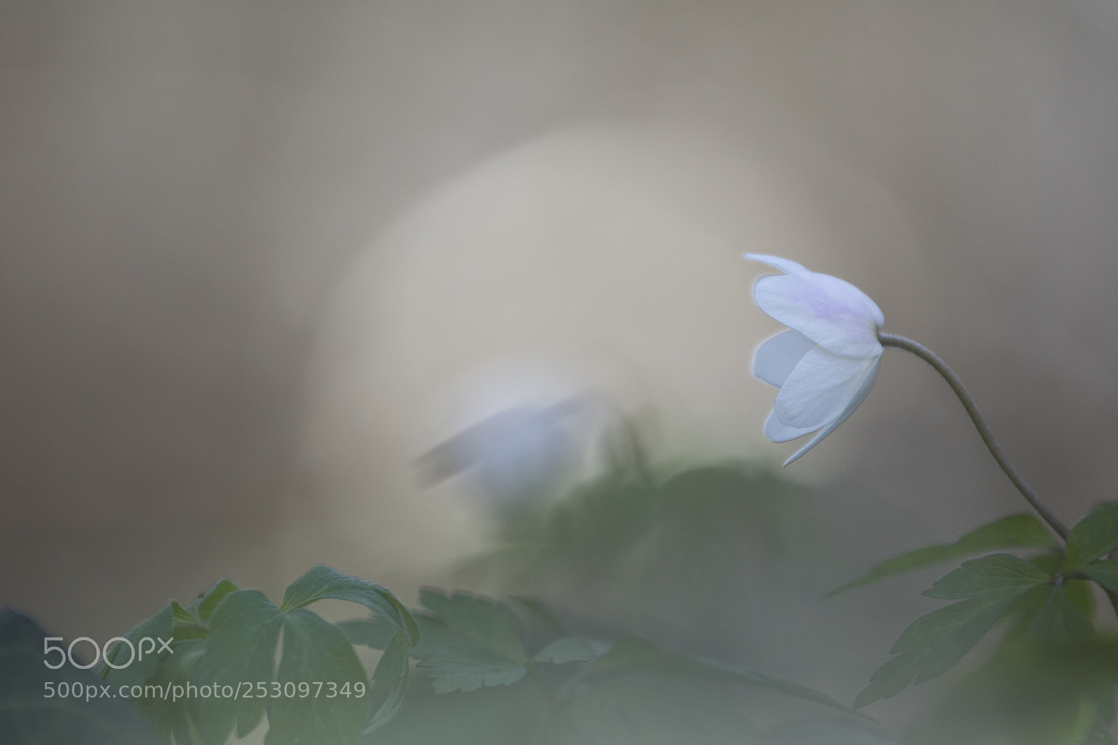 Nikon D7200 sample photo. Anemone nemorosa photography