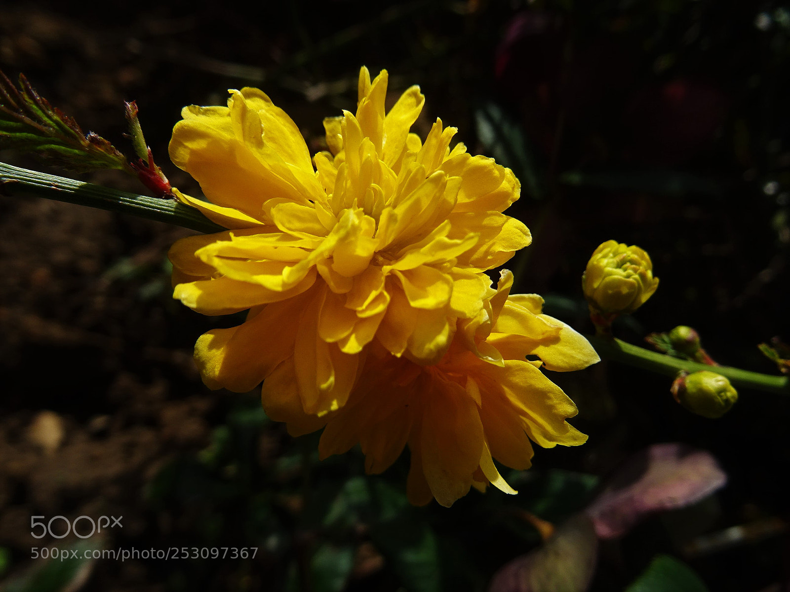 Sony DSC-HX60 sample photo. Jaune lumineux! photography