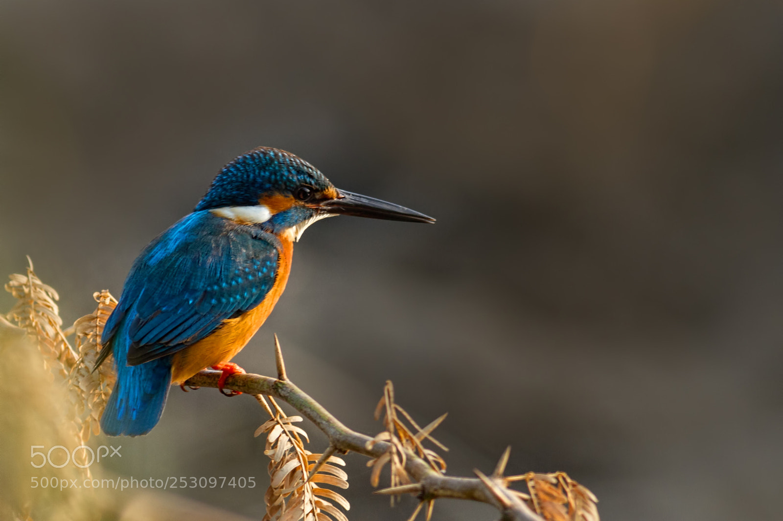 Canon EOS 7D sample photo. Common kingfisher... photography