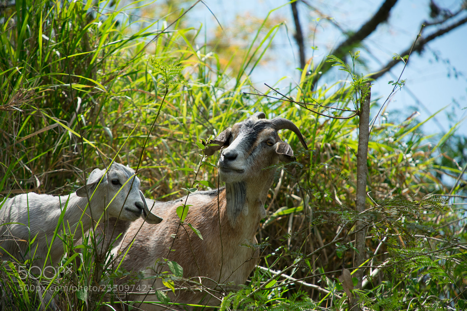 Nikon D3400 sample photo. Goats photography