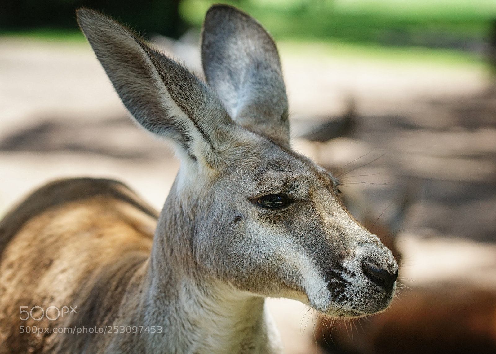 Sony ILCA-77M2 sample photo. Red kangaroo, macropus rufus photography