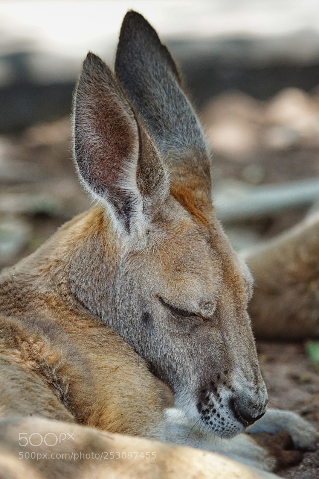 Sony ILCA-77M2 sample photo. Red kangaroo, macropus rufus photography