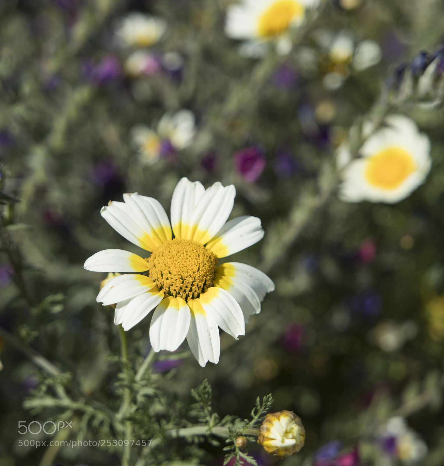 Canon EOS 6D Mark II sample photo. Margarita photography
