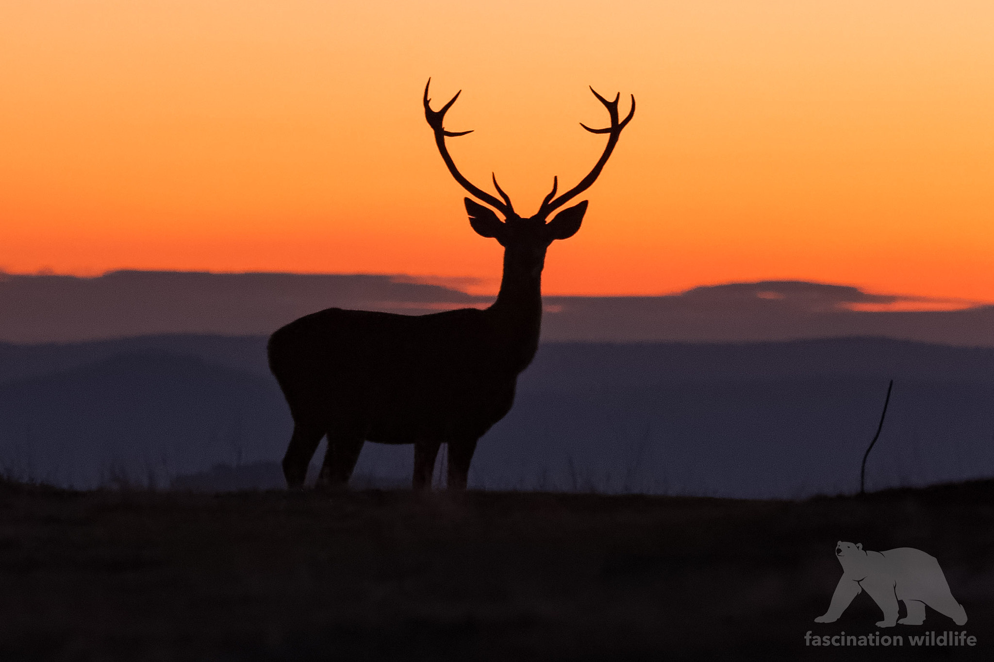 Nikon D4S sample photo. Stag at sunrise photography