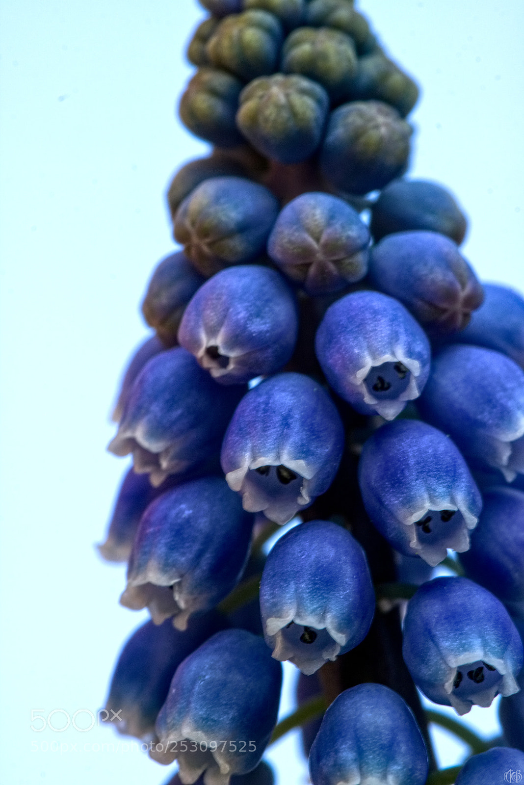 Canon EOS 750D (EOS Rebel T6i / EOS Kiss X8i) sample photo. Muscari photography