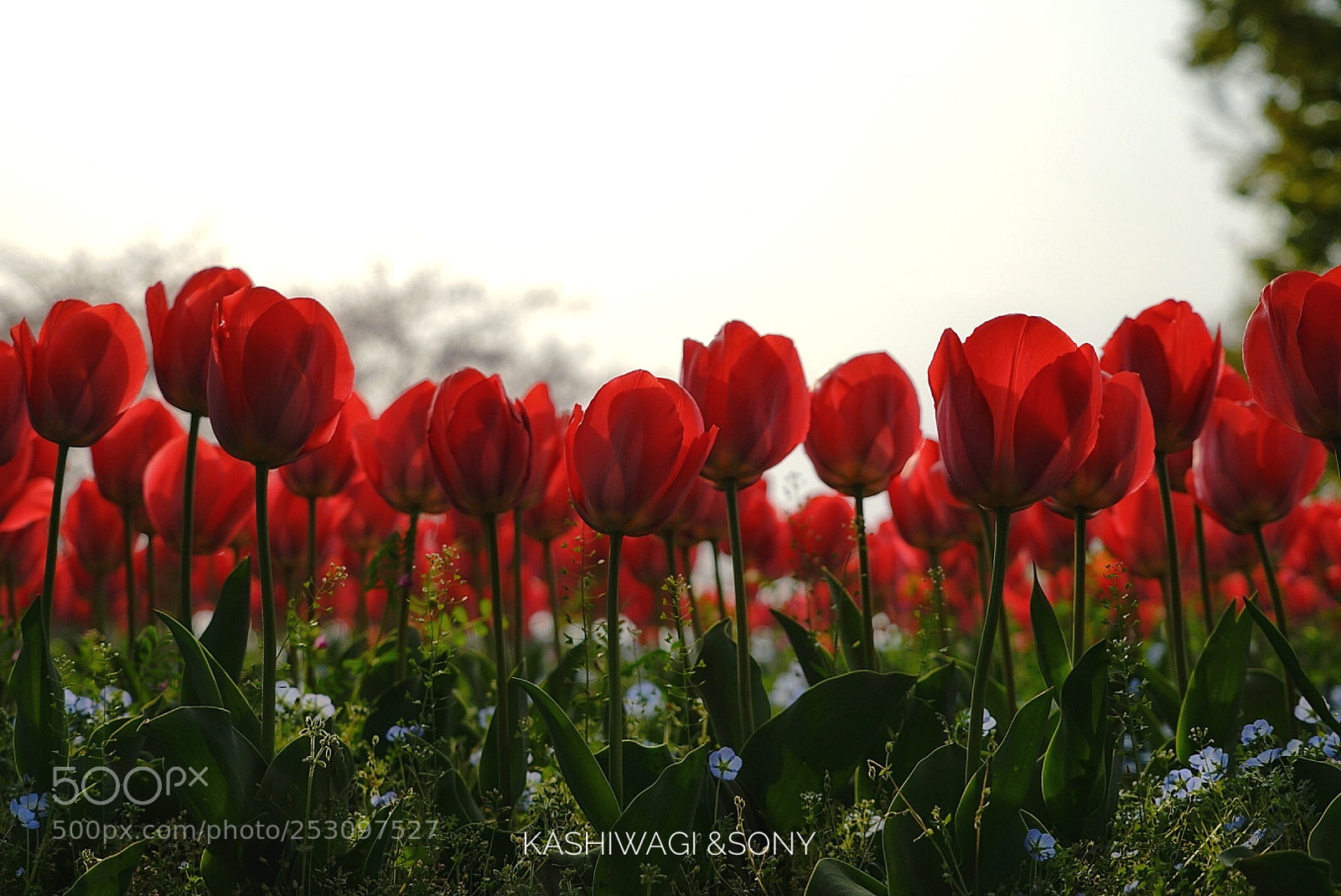 Sony a7 II sample photo. Red world photography