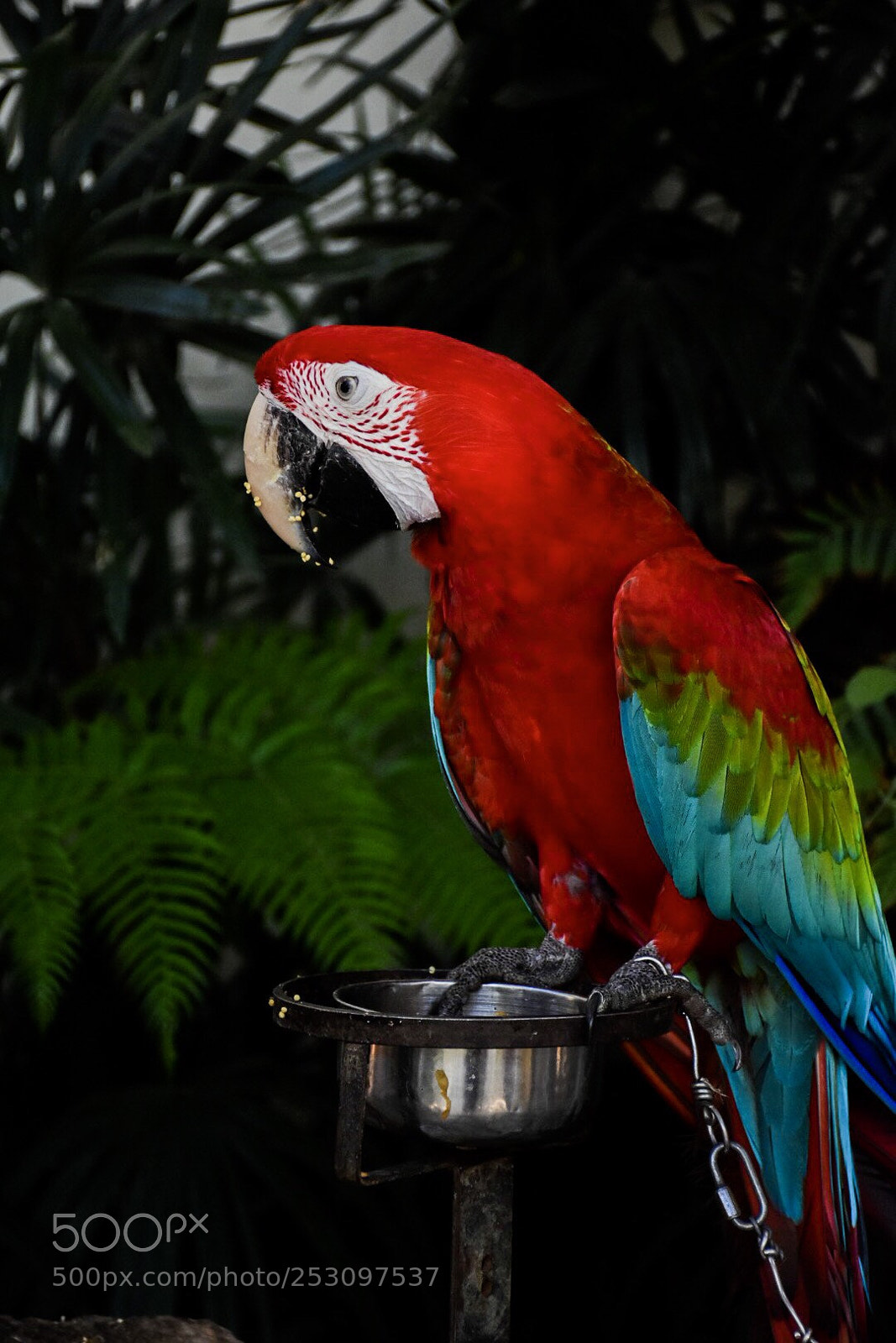 Nikon D7200 sample photo. Parrot photography