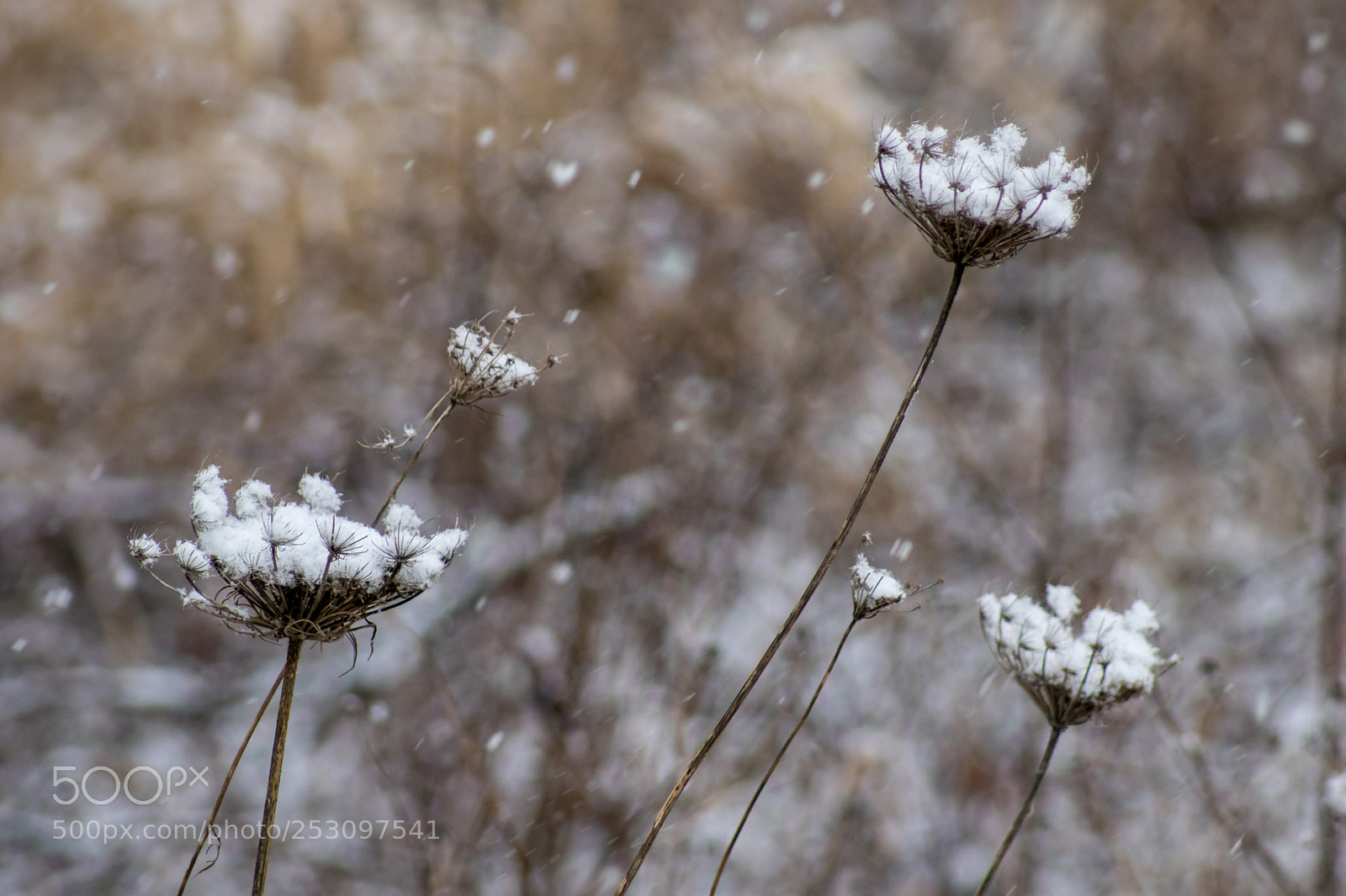 Sony ILCA-77M2 sample photo. Snooooow.... photography
