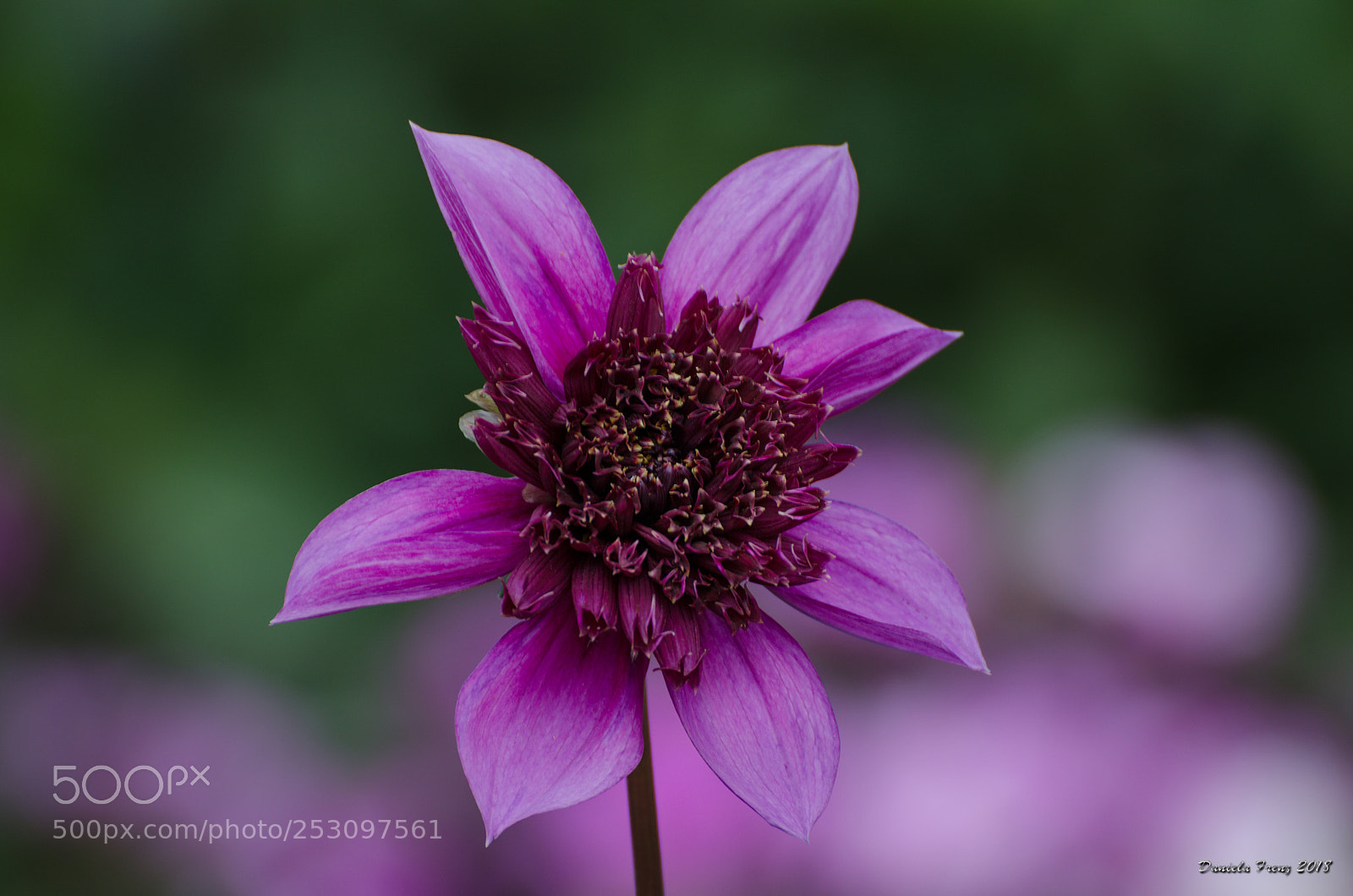 Nikon D5100 sample photo. Blume photography