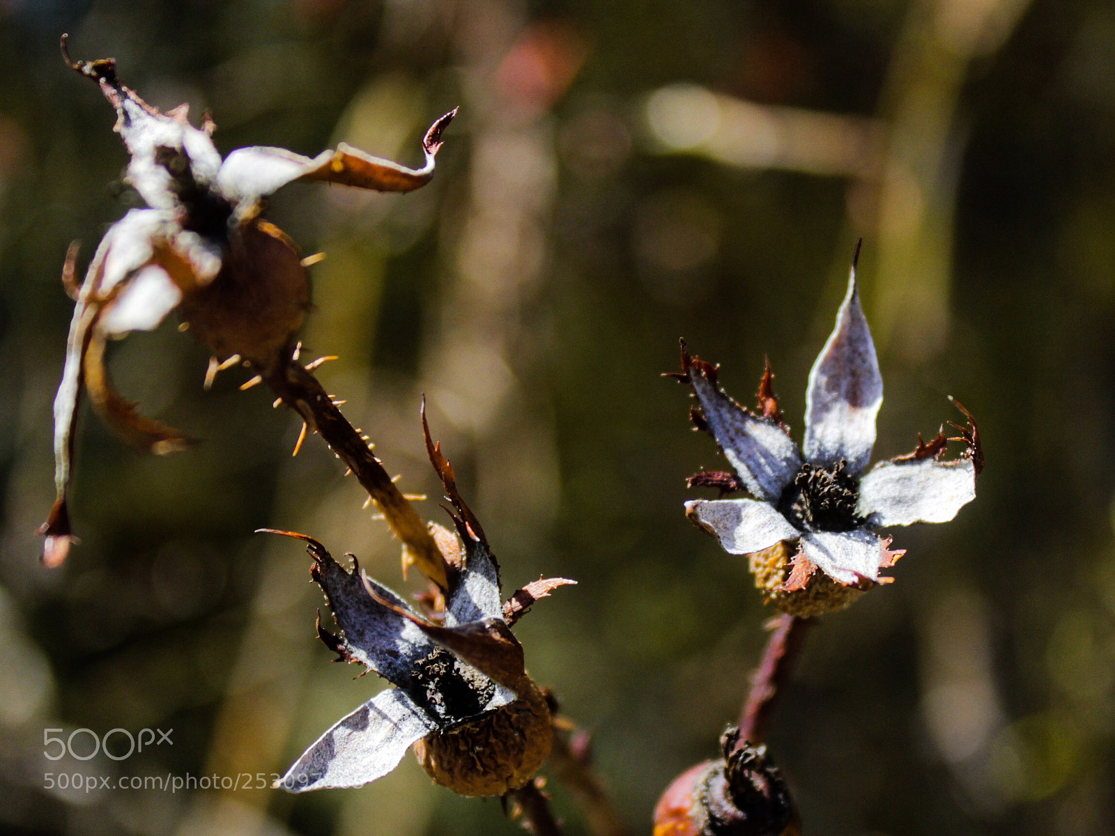 Canon EOS 600D (Rebel EOS T3i / EOS Kiss X5) sample photo. 'er yet to bloom photography