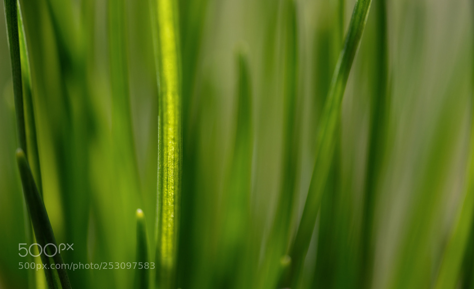 Fujifilm X-T2 sample photo. Green photography