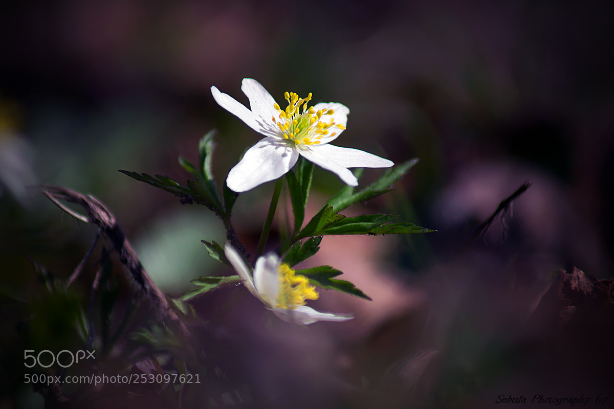 Sony SLT-A37 sample photo. Anemone nemorosa l. photography