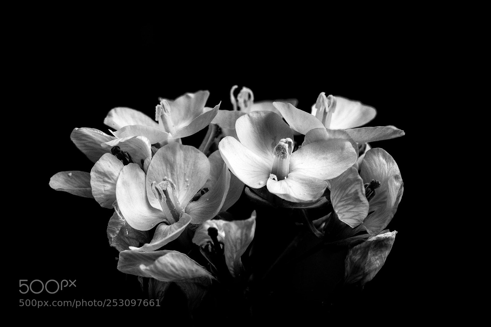 Nikon D7100 sample photo. Flower power photography