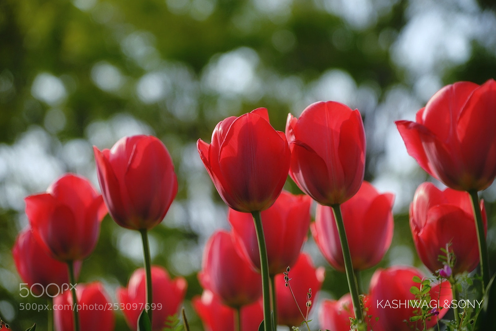Sony a7 II sample photo. Red world photography