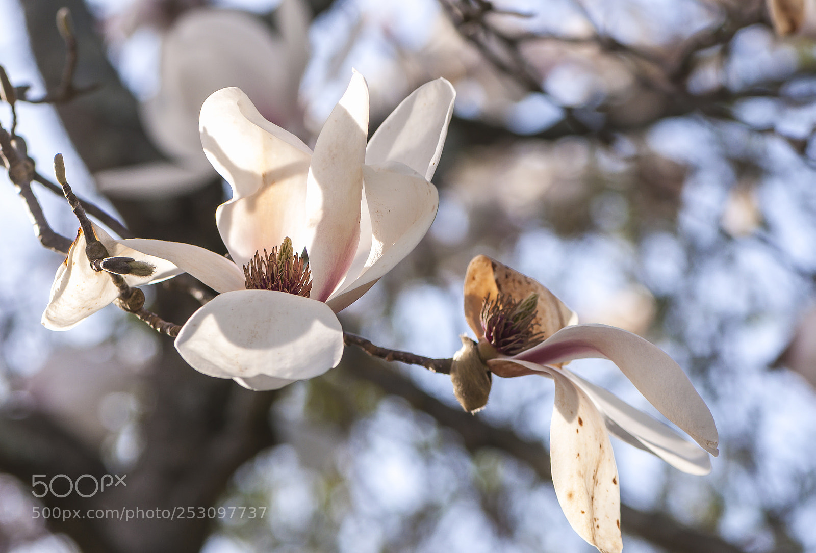 Nikon D90 sample photo. Magnolia blooming photography