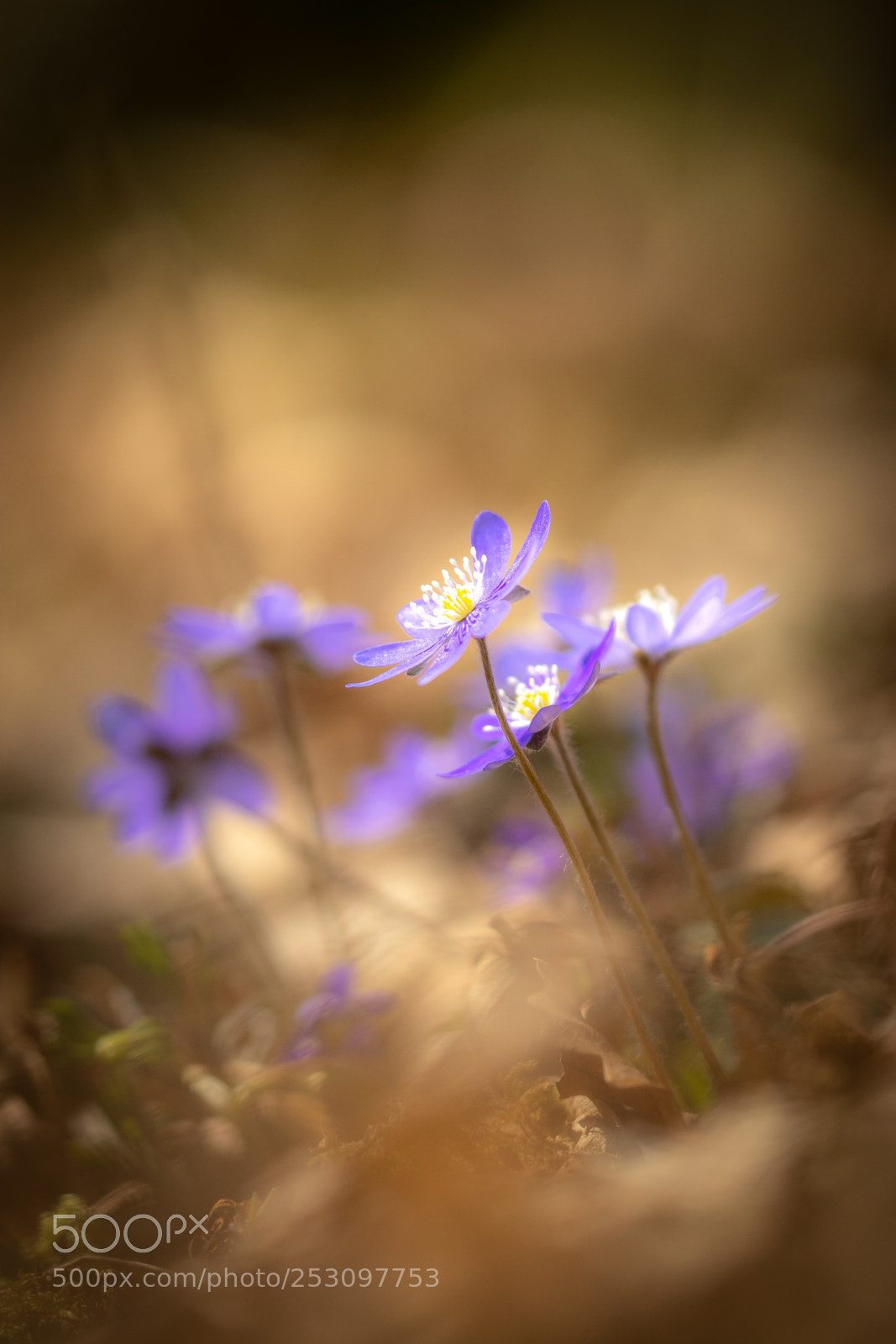 Canon EOS 80D sample photo. Blue in the spring photography