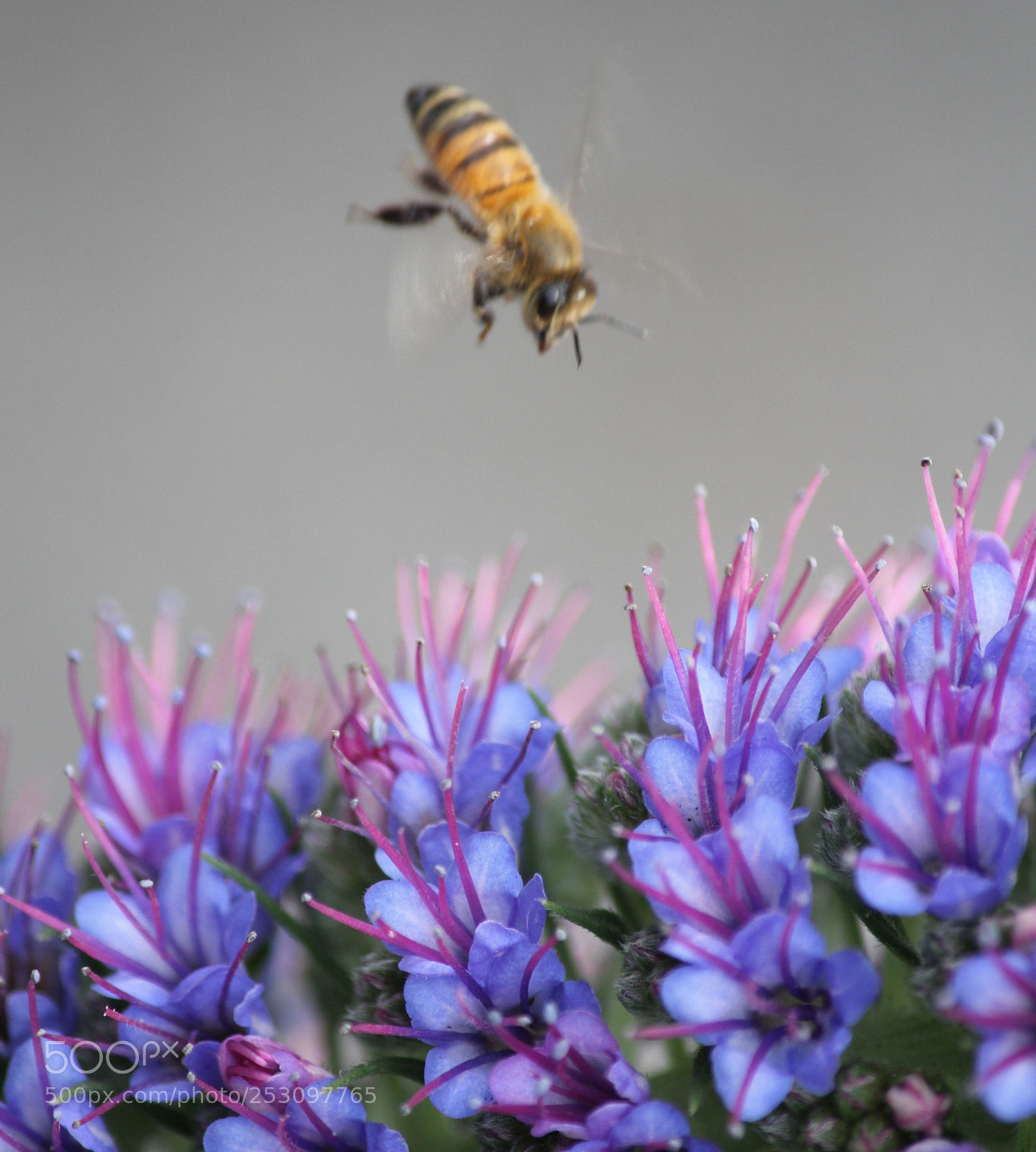 Canon EOS 60D sample photo. Bee. dive. photography