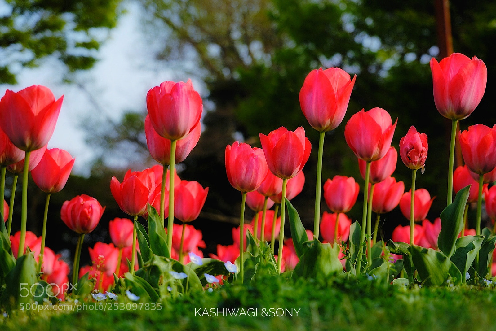 Sony a7 II sample photo. Red world photography