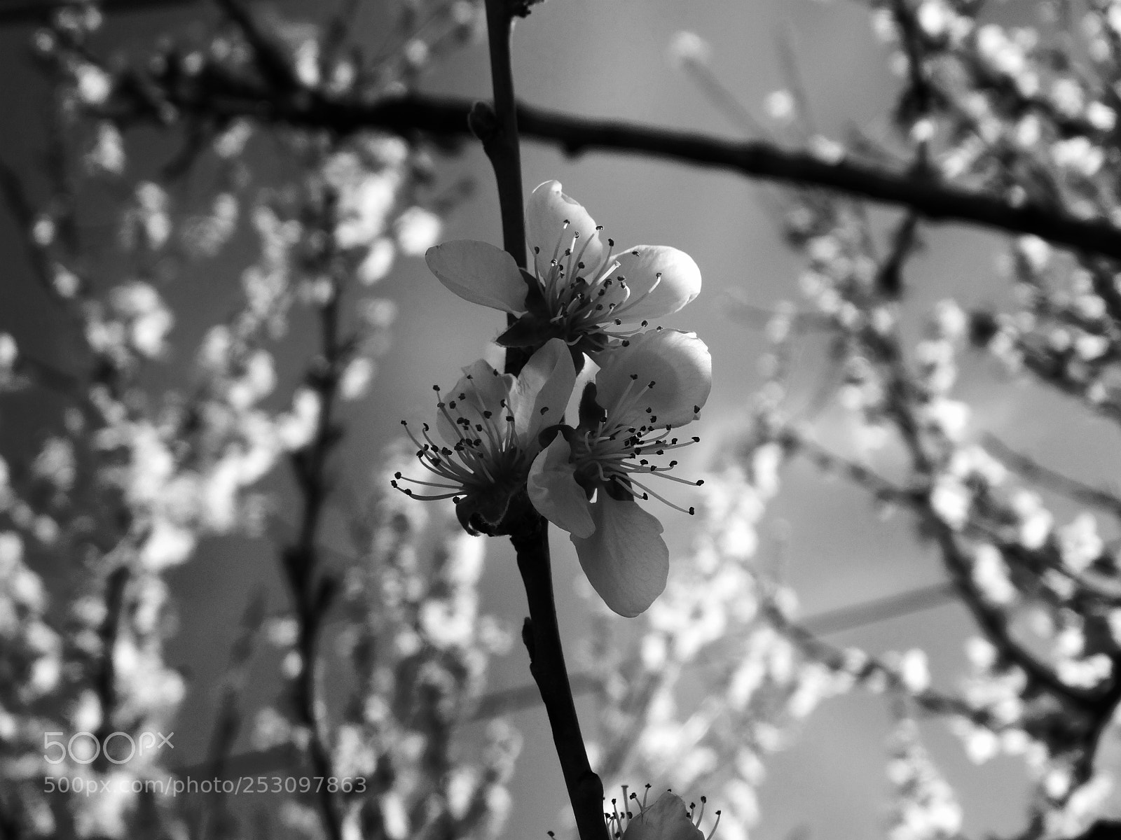 Sony Cyber-shot DSC-HX300 sample photo. Untitled photography