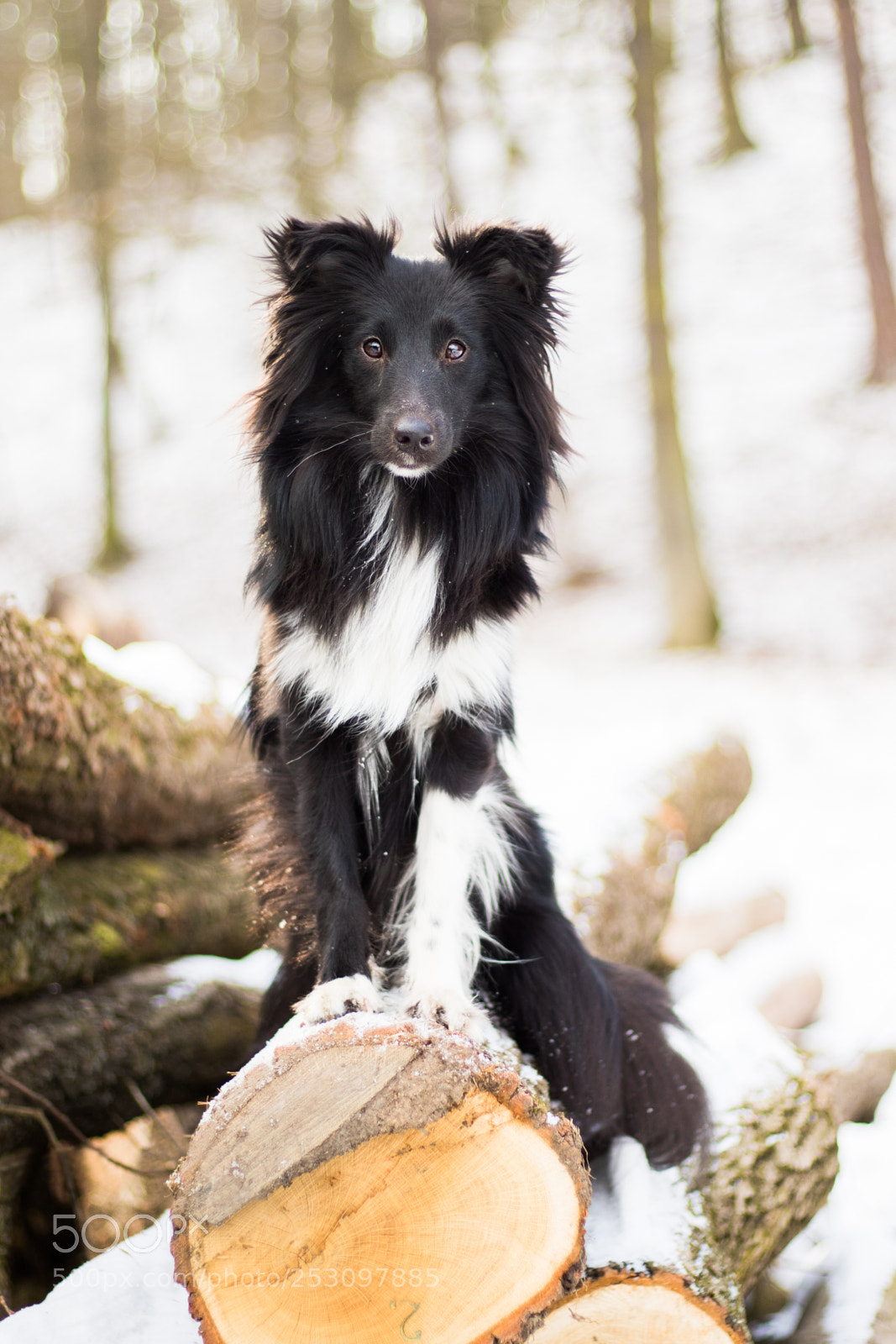 Canon EOS 7D Mark II sample photo. Jupi iii. photography