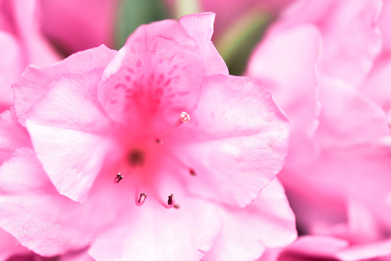Nikon D7200 sample photo. The masters and the photography
