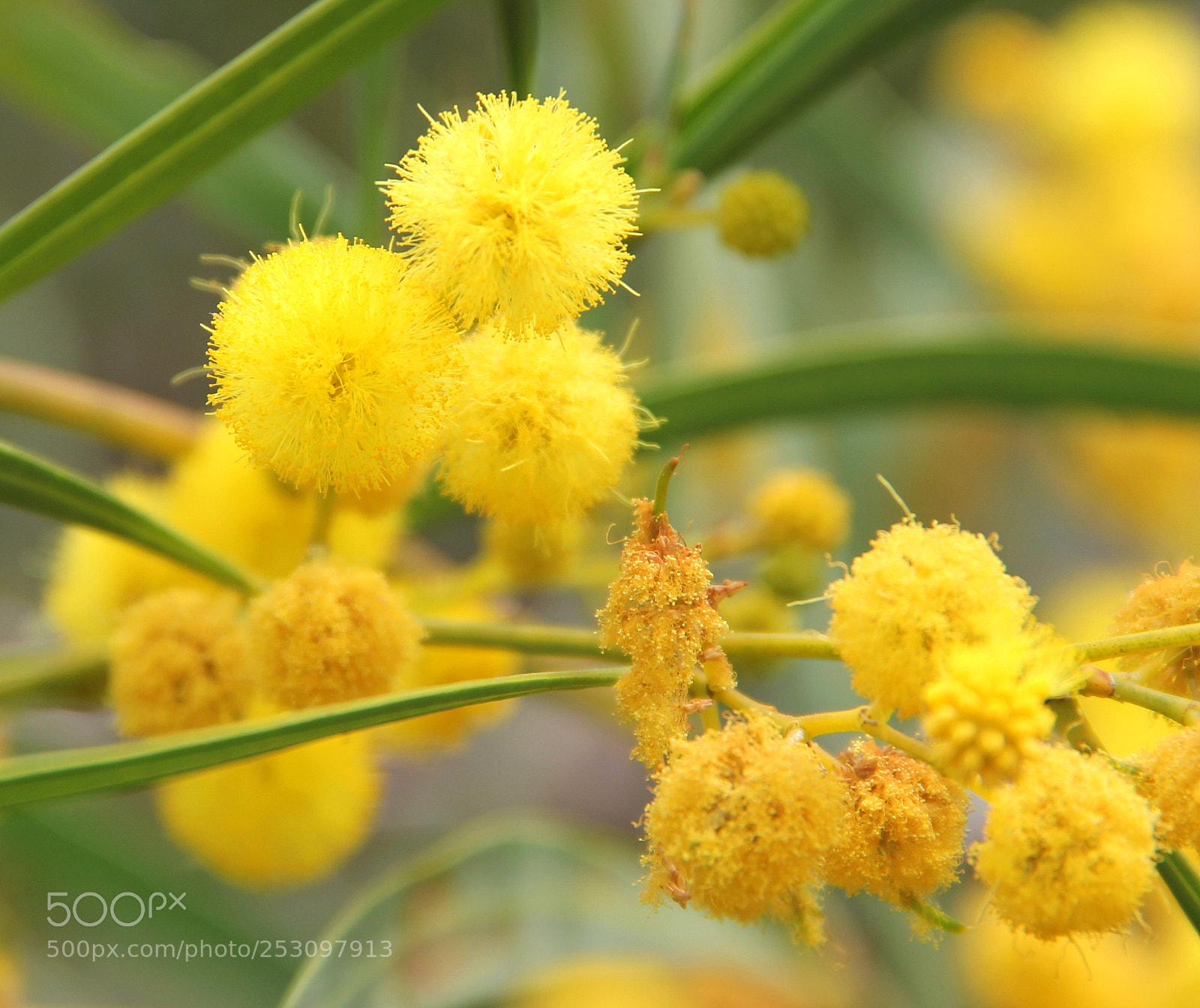 Canon EOS 60D sample photo. Yellow pom poms of photography