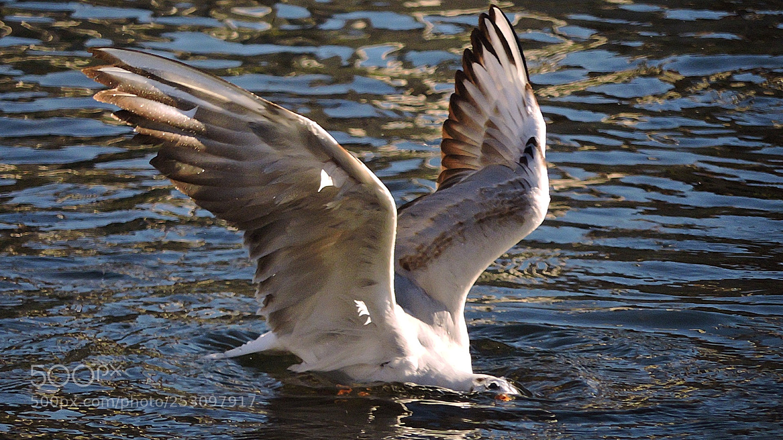 Nikon Coolpix P530 sample photo. Gull photography