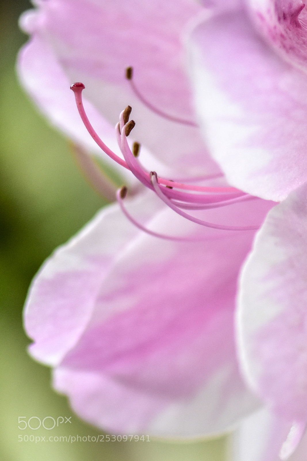 Nikon D7200 sample photo. Petal soft photography
