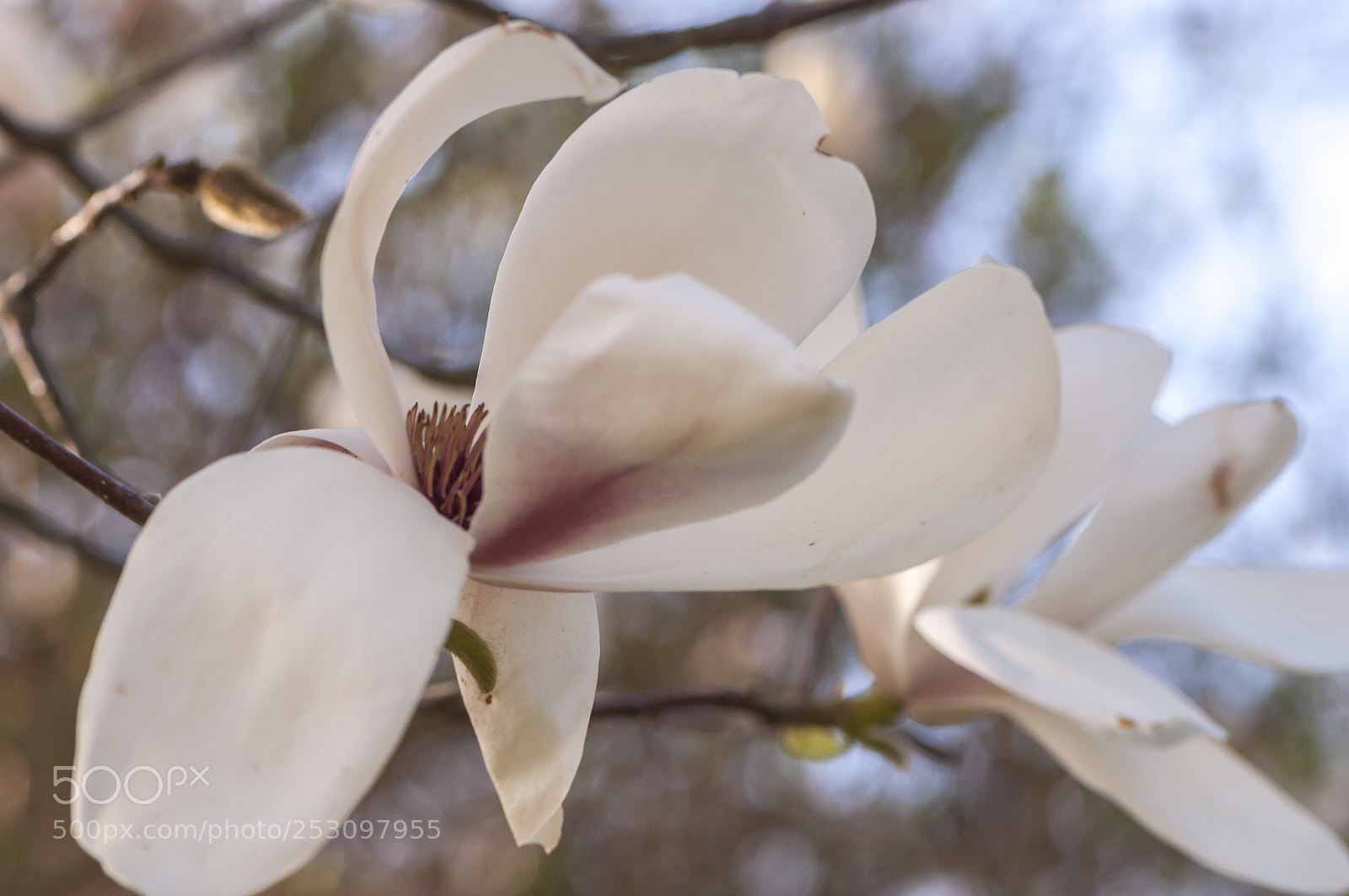 Nikon D90 sample photo. Magnolia blooming photography