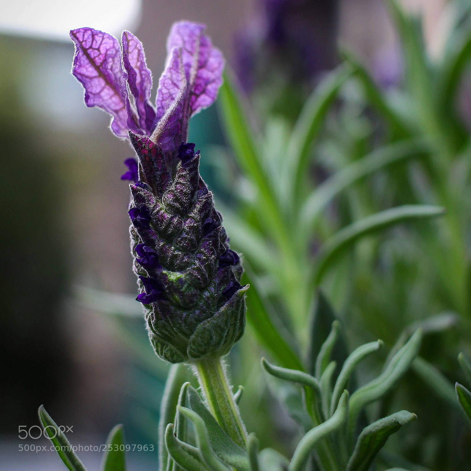 Canon EOS 700D (EOS Rebel T5i / EOS Kiss X7i) sample photo. Lavender photography